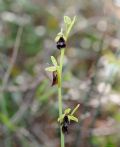 Ophrys insectifera